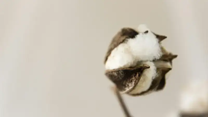 Split King Egyptian Cotton