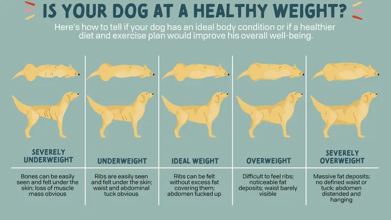 Safe Tips to Manage Your Pet’s Weigh