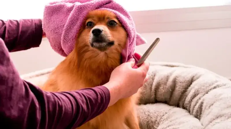 Spa Day for Dogs